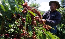 giá cà phê tiến sát mốc 100.000 đồng/kg