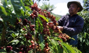 giá cà phê tiến sát mốc 100.000 đồng/kg