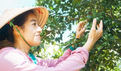 Từ trái chanh vàng nước Ý đến mảnh vườn nhà của Tiên