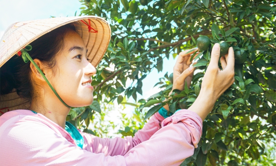 Từ trái chanh vàng nước Ý đến mảnh vườn nhà của Tiên