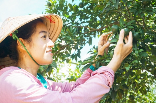 Từ trái chanh vàng nước Ý đến mảnh vườn nhà của Tiên