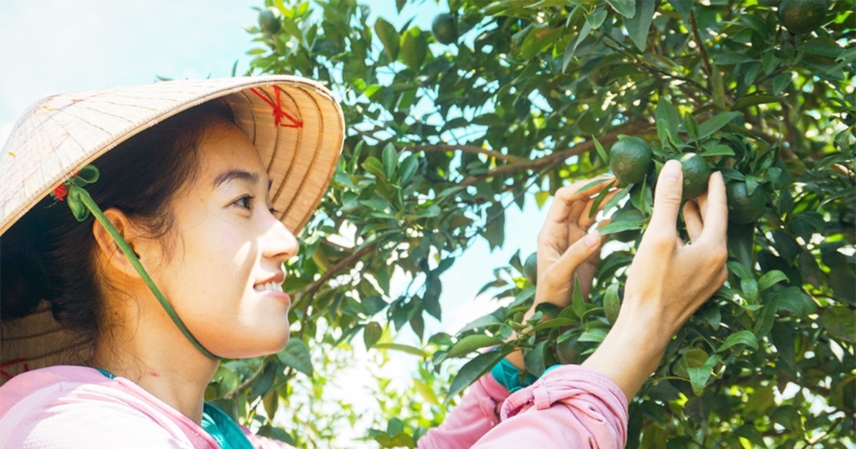 Từ trái chanh vàng nước Ý đến mảnh vườn nhà của Tiên