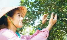 Từ trái chanh vàng nước Ý đến mảnh vườn nhà của Tiên