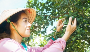 Từ trái chanh vàng nước Ý đến mảnh vườn nhà của Tiên