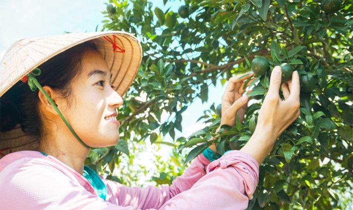 Từ trái chanh vàng nước Ý đến mảnh vườn nhà của Tiên