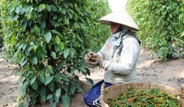 Giá tiêu hôm nay 10/1/2026: Neo cao sát 153.000 đồng/kg, xuất khẩu tiếp tục khởi sắc