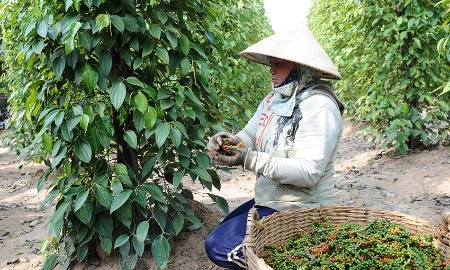 Nhiều hộ trồng tiêu tiếp tục giữ hàng, chờ thêm tín hiệu rõ ràng hơn từ thị trường xuất khẩu.