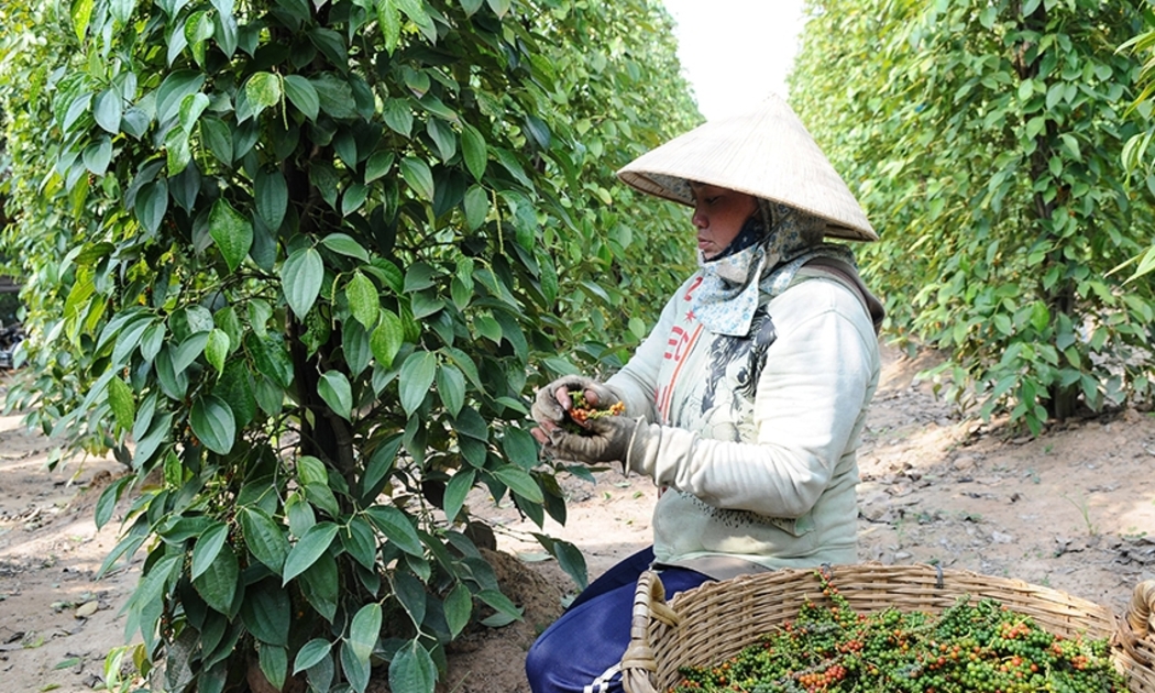 Nhiều hộ trồng tiêu tiếp tục giữ hàng, chờ thêm tín hiệu rõ ràng hơn từ thị trường xuất khẩu.