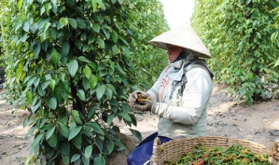 Nhiều hộ trồng tiêu tiếp tục giữ hàng, chờ thêm tín hiệu rõ ràng hơn từ thị trường xuất khẩu.