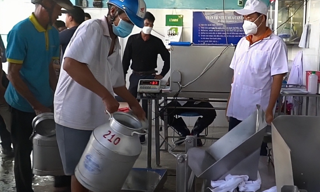 Bên bầu sữa bò, người nông dân giữ nhịp sinh kế mỗi ngày.
