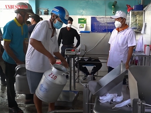 Bên bầu sữa bò, người nông dân giữ nhịp sinh kế mỗi ngày.