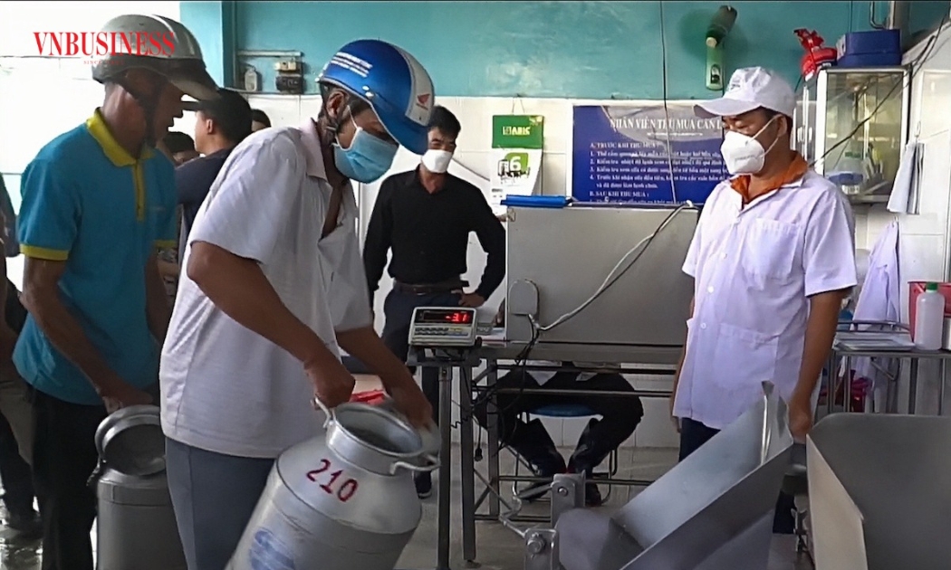 Bên bầu sữa bò, người nông dân giữ nhịp sinh kế mỗi ngày.