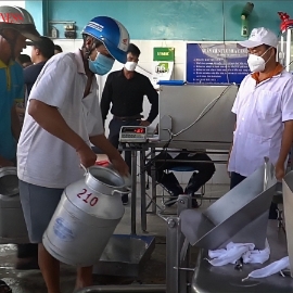 Bên bầu sữa bò, người nông dân giữ nhịp sinh kế mỗi ngày.