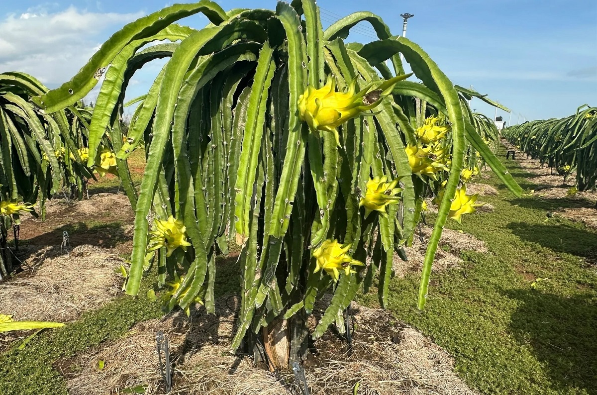 Thanh long tăng giá dịp cận Tết, nông dân dự tính “bỏ túi” cả trăm triệu đồng