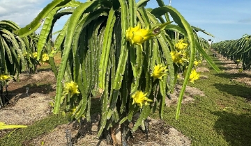 Thanh long tăng giá dịp cận Tết, nông dân dự tính “bỏ túi” cả trăm triệu đồng