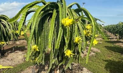 Giá thanh long tăng cao, sau khi trừ chi phí phân bón, điện thắp đèn, nhân công, người trồng dự tính