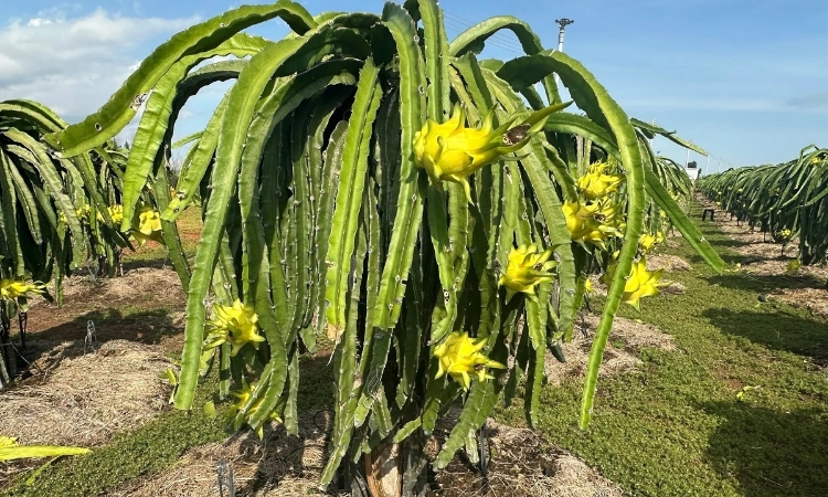 Thanh long tăng giá dịp cận Tết, nông dân dự tính “bỏ túi” cả trăm triệu đồng