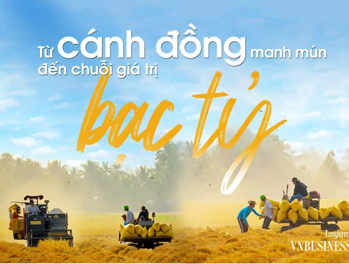 các HTX nông nghiệp đang trở thành nền tảng quan trọng để triển khai Đề án phát triển bền vững một triệu ha chuyên canh lúa chất lượng cao