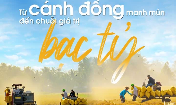 các HTX nông nghiệp đang trở thành nền tảng quan trọng để triển khai Đề án phát triển bền vững một triệu ha chuyên canh lúa chất lượng cao