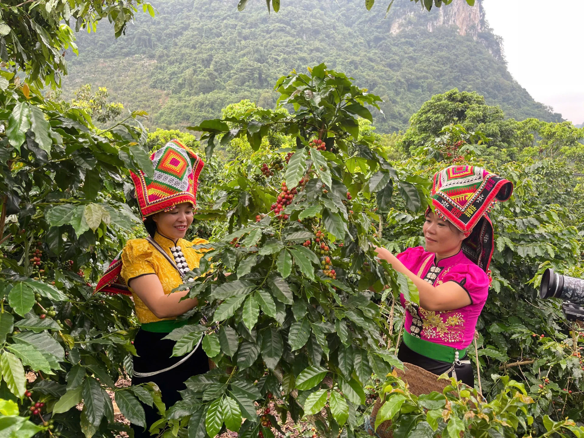 Người dân phấn khởi thu hái cà phê Arabica.