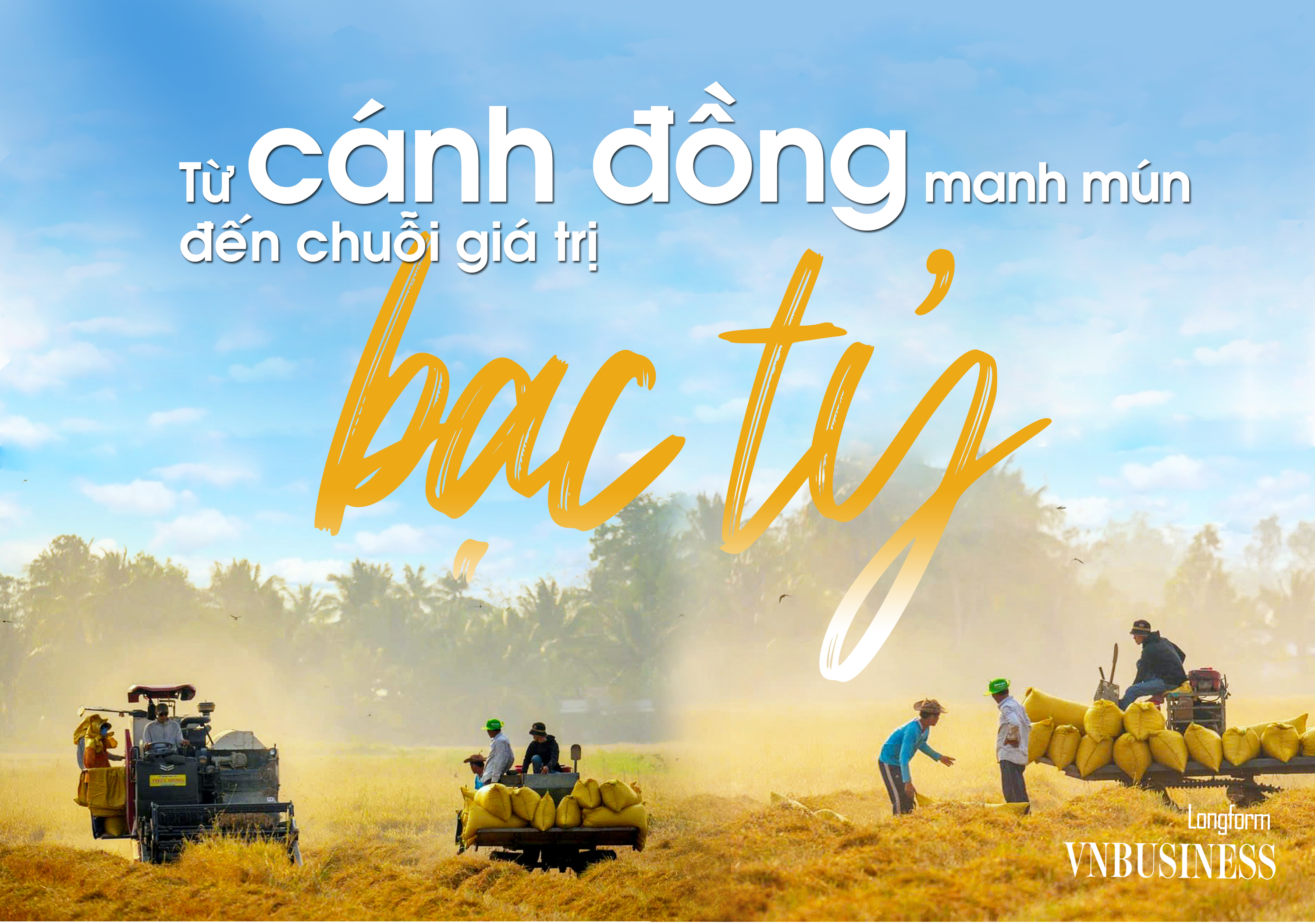 HTX gom đất làm cánh đồng lớn, nông dân gặt ‘lúa vàng’ thu bạc triệu