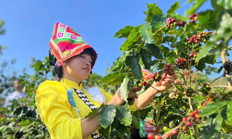 Nữ trưởng bản và câu chuyện về những “hạt vàng” Arabica vùng cao Tây Bắc