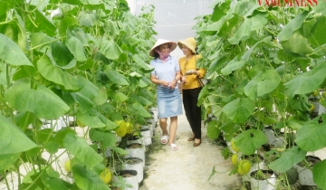 Từ nhà màng dưa lưới tiền tỷ đến văn hóa sở hữu trí tuệ trong HTX