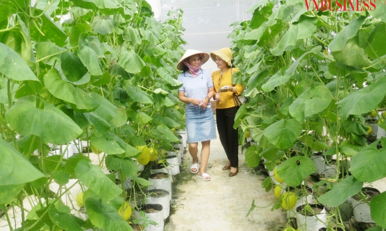 Từ nhà màng dưa lưới tiền tỷ đến văn hóa sở hữu trí tuệ trong HTX