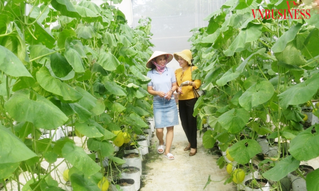 Quá trình ứng dụng khoa học công nghệ trong các HTX nông nghiệp đang diễn ra từng bước, với những mô hình cụ thể, sinh động