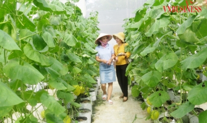 Quá trình ứng dụng khoa học công nghệ trong các HTX nông nghiệp đang diễn ra từng bước, với những mô hình cụ thể, sinh động