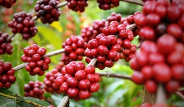 Thị trường trong giai đoạn ‘nghe ngóng’, giá cà phê neo mức 97.800 đồng/kg