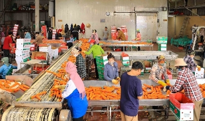 Cà rốt là sản phẩm nông nghiệp xuất khẩu chủ lực trong vụ đông của TP Hải Phòng.