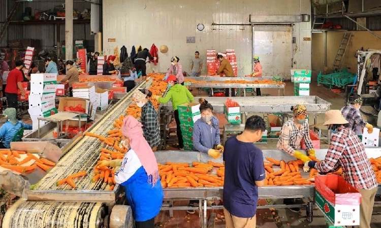 Cà rốt, hành vào mùa vàng, doanh nghiệp ngoại đặt cọc, HTX ở Hải Phòng tất bật thu hoạch