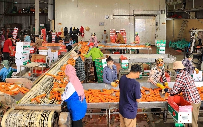 Cà rốt, hành vào mùa vàng, doanh nghiệp ngoại đặt cọc, HTX ở Hải Phòng tất bật thu hoạch