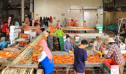 Cà rốt là sản phẩm nông nghiệp xuất khẩu chủ lực trong vụ đông của TP Hải Phòng.