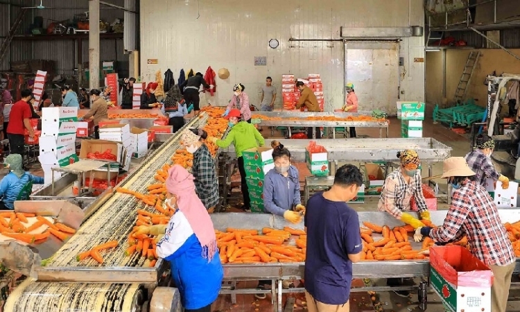 Cà rốt, hành vào mùa vàng, doanh nghiệp ngoại đặt cọc, HTX ở Hải Phòng tất bật thu hoạch