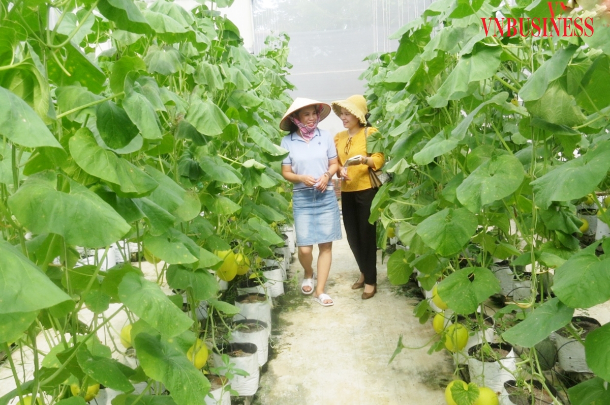 Các HTX ở Hải Phòng đang đẩy mạnh khoa học công nghệ vào sản xuất.