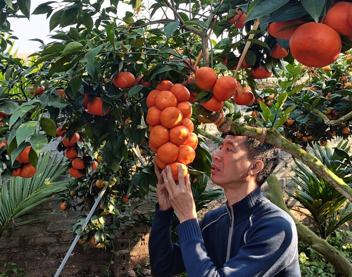 Anh Hoàng Phi Hồng ngạc nhiên trước những cành cam sai chĩu như chùm nho của gia đình ông Dũng, tại tổ dân phố Nghĩa, phường Chũ, tỉnh Bắc Ninh.