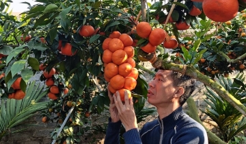 Ghép cam Canh lên gốc bưởi già, vườn cam “sai như nho” hút khách dịp giáp Tết