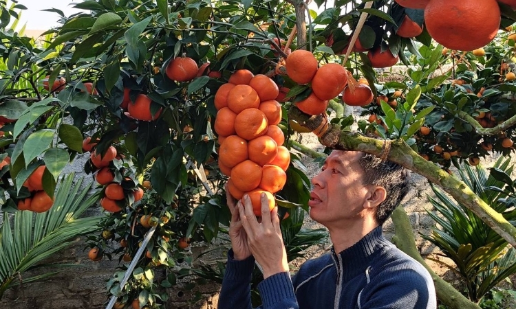 Ghép cam Canh lên gốc bưởi già, vườn cam “sai như nho” hút khách dịp giáp Tết