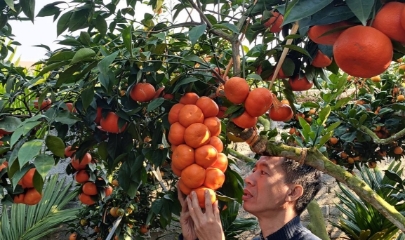 Anh Hoàng Phi Hồng ngạc nhiên trước những cành cam sai chĩu như chùm nho của gia đình ông Dũng, tại tổ dân phố Nghĩa, phường Chũ, tỉnh Bắc Ninh.