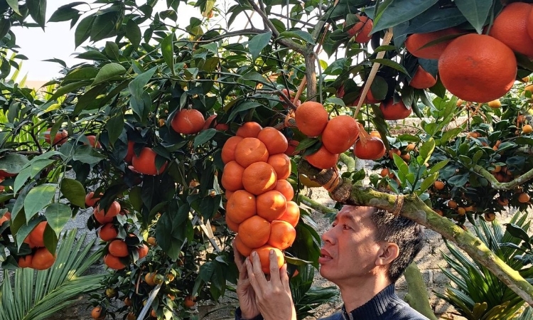 Ghép cam Canh lên gốc bưởi già, vườn cam “sai như nho” hút khách dịp giáp Tết