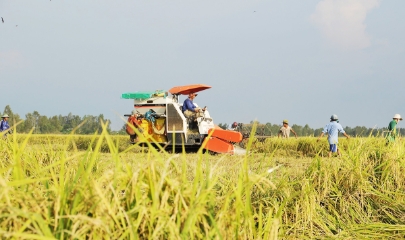 Chuỗi giá trị lúa gạo được phát triển nhờ mối liên kết giữa HTX và doanh nghiệp.