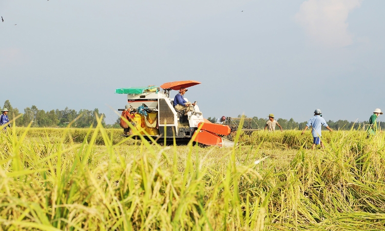 Điểm sáng HTX kiểu mới trong liên kết chuỗi giá trị
