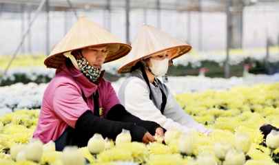 HTX tại Lâm Đồng đang chuyển đổi mạnh mẽ