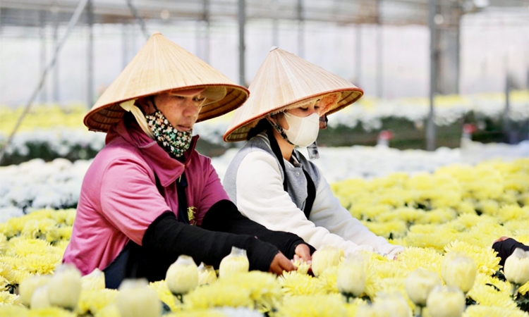 ‘Đòn bẩy mềm’ từ sở hữu trí tuệ giúp HTX tăng sức cạnh tranh