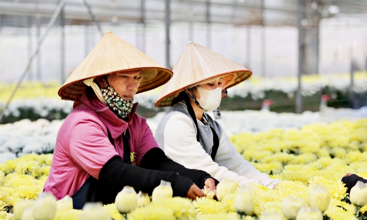 ‘Đòn bẩy mềm’ từ sở hữu trí tuệ giúp HTX tăng sức cạnh tranh