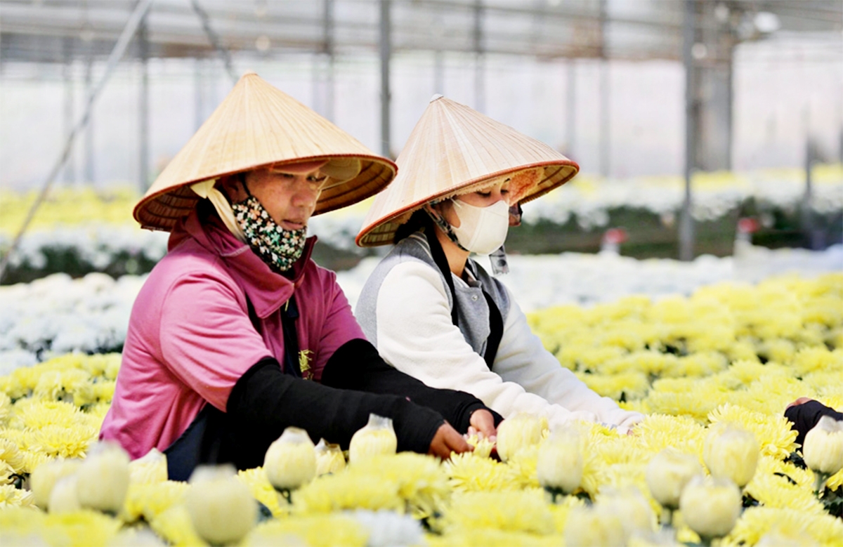 HTX ở Lâm Đồng đang dần hoàn thiện cả về sản xuất và tư duy.