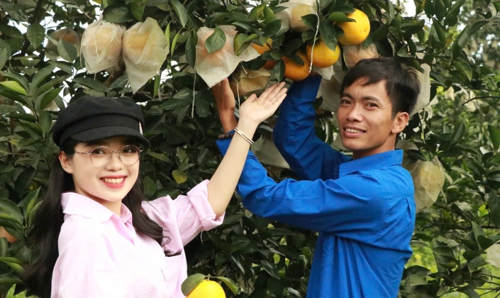 Anh Đoàn Ngọc Bảo - Tổ trưởng Tổ hợp tác Sản xuất và Kinh doanh cam Hương Thọ (Hà Tĩnh) bên những trái cam chín tại vườn nhà.