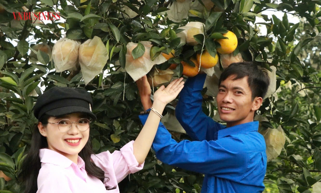 Anh Đoàn Ngọc Bảo - Tổ trưởng Tổ hợp tác Sản xuất và Kinh doanh cam Hương Thọ (Hà Tĩnh) bên những trái cam chín tại vườn nhà.